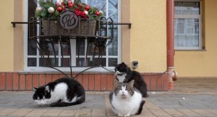 Власть котиков! Или новый бренд Зеленоградска (22 фото + 1 видео)