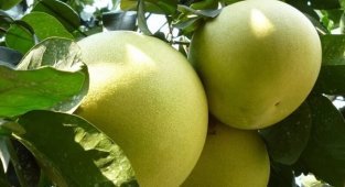 Про цитрусовые. И про то, что нужно проверять факты (20 фото)