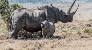 Чёрный носорог: Путь носорога – смерть. Самки вызывают самцов на поединок, чтобы проверить их силу (10 фото + 1 гиф)