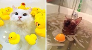 17 котиков, которые нежданно-негаданно сломались и полюбили водные процедуры (18 фото)