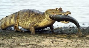 С какой скоростью крокодил может двигаться на суше и воде? (6 фото)