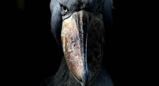 He eats baby crocodiles for lunch: 7 facts about the fabulous Shoebill bird (8 photos + 1 video)