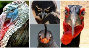Птичьи портреты, заглядывающие вам в душу (26 фото)
