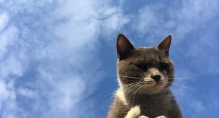 Красивых котиков пост (40 фото)