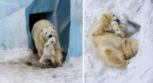 Малыши и мамы из мира животных (29 фото)