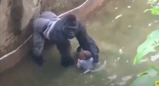 Невероятные животные, спасшие человеческие жизни! (11 фото)