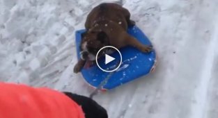 Даже собаки любят снег