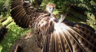 Обезьяноед: Гигантский орёл против приматов. Как охотится птица с «особым» рационом? (8 фото)
