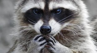 He put on the “thief mask” to win the evolutionary struggle. 10 interesting facts about raccoons (13 photos)