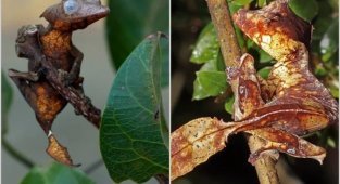 Satanic gecko: why the unusual reptile was nicknamed so gloomily (5 photos)