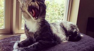 То ли зёв, то ли рёв. Зевающие котики — это страшнее, чем кажется (27 фото)