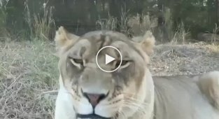 How different animals sneeze