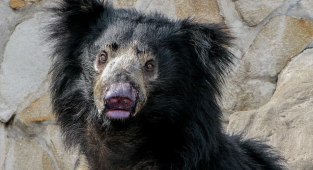 Губач: Маленький, слабый и нелепый. Индийские медведи похожи на недоразумение (10 фото)