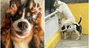Какие же дурашки: 20+ смешных фото собак для настроения (30 фото)