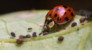 The most useful types of insects in a summer cottage (6 photos)