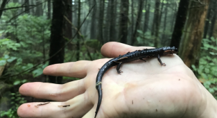 Краснощекая саламандра: Пранк вышел из под контроля. Самцы пытаются обмануть друг друга при помощи танца (9 фото)