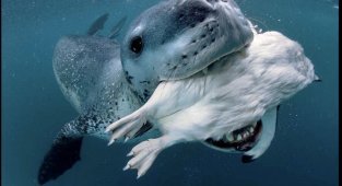 Фото животных под водой (10 фото)