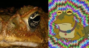 A dog is a drug addict - grief in the family or how Australian dogs became addicted to the poison of cane toads (6 photos)