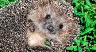 Ежи поменяли привычки - наглядный Дарвинизм и естественный отбор (2 фото)