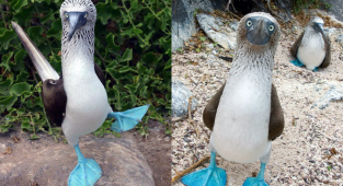 Голубоногая олуша: Хипстеры или стиляги? Птичий путь к успеху с помощью ярко синих ног (9 фото)