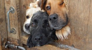 40 отчаянных собак, желающих поздороваться (51 фото)