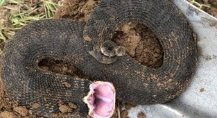 Широконосая восточная змея: Смешной носок спускает жаб, как воздушные шарики (9 фото)