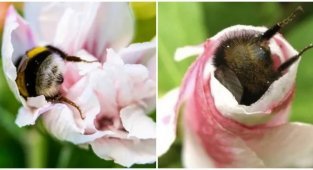 Ничего серьёзного, просто попки шмелей (12 фото)