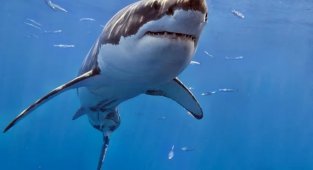 Interesting and unexpected facts about sharks (18 photos)