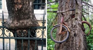 Деревья, которые проросли сквозь различные предметы (17 фото)