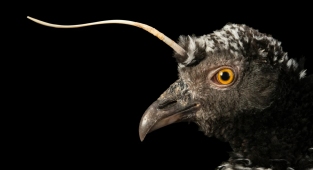 Рогатая паламедея: Ноготь на голове и заточки на крыльях. Странная птица из джунглей вооружена до зубов (10 фото)