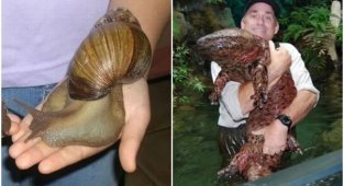 20 тварин-гігантів, що вражають своїми розмірами (21 фото)