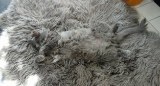 17 фото животных, которые в совершенстве освоили искусство маскировки (17 фото)