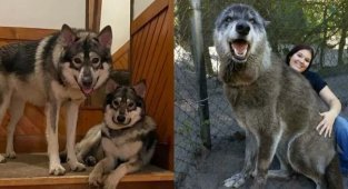 12 handsome dogs that have wolves as relatives (13 photos)