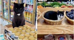 Котейки, которые нагло оккупировали магазины - и не собираются уходить (30 фото)
