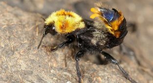 Hairy predator (7 photos)