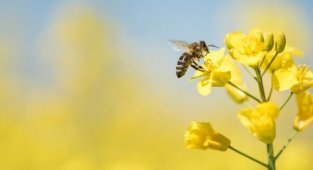 Solitary bees: how bees live in nature without colonies and hives (7 photos)