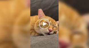 A selection of funny and funny cats