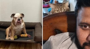17 times when tailed animals turned out to be too emotional (17 photos + 1 video)
