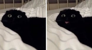 40 смешных фотоотчетов о кошках (41 фото)