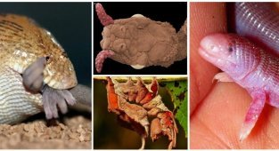 ТОП-10 удивительных животных: чулки с ножками, бронированные попки и прочие странности фауны (24 фото)