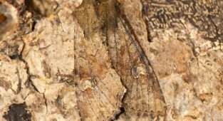 Звичайна зернова совка: Один із найстрашніших шкідників зернових культур. Навіть у Сибіру вони з'їдають до 10% урожаю за сезон (9 фото)