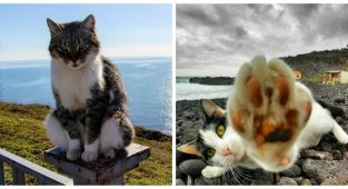 Котик и море: реакция котеек на водную стихию (20 фото)