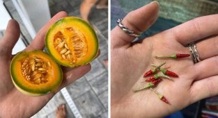 30 случаев, когда люди поделились снимками своего урожая (30 фото)