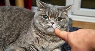 7 действий хозяина, которые испортят отношения с кошкой (11 фото)