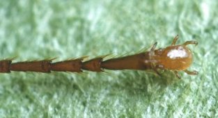 Макрохелес Реттенмейера: клещ, который заменяет муравью часть ноги (5 фото)