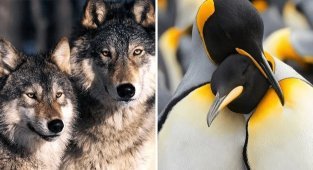 Symbols of love and fidelity: 15 animals that form a couple once and for life (16 photos)