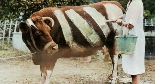 “Farting” gas mask and zebra cow. 5 strange photos of World War II (7 photos)