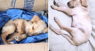 Фотографии собак до и после их спасения с улицы (18 фото)