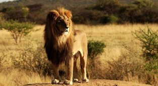 Интересные факты о львах (23 фото)