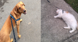 24 фотографии, которые показывают, что иметь кота и иметь собаку - полностью разные вещи (25 фото)